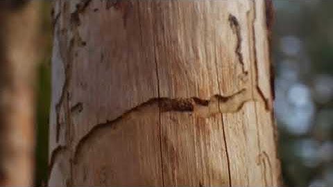 Pest Control Demo video for Directory Hub at https://directoryhub.alphastir.com