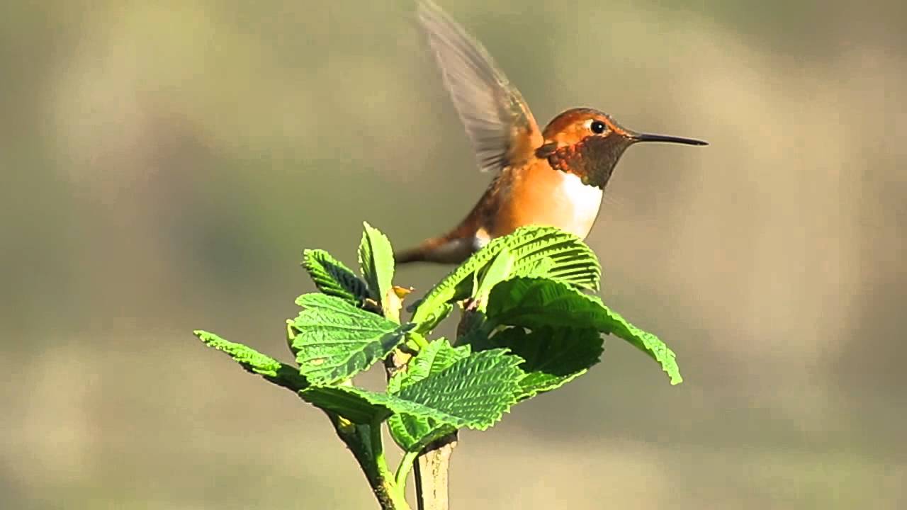 Rufous Hummingbird #3