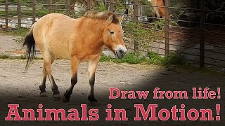 Draw from Life - Animals in Motion #12 - Mongolian wild horse by Animal Drawing References 44 views 1 month ago 13 minutes, 32 seconds