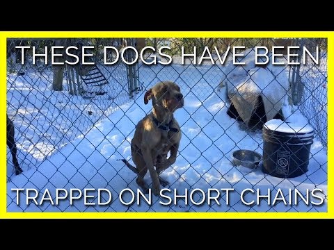 वीडियो: कुत्तों के लिए शांत गीत के साथ रैपर हिट्स सभी सही नोट्स [वीडियो]