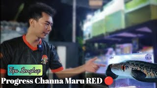 Tips Lengkap‼️Progress Warna Channa Maru Red✅