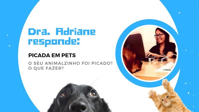 Picada de vespa em cachorro: o que fazer?