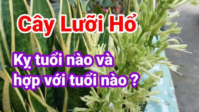 Cây lưỡi hổ hợp với những tuổi nào - Khám phá ý nghĩa phong thủy