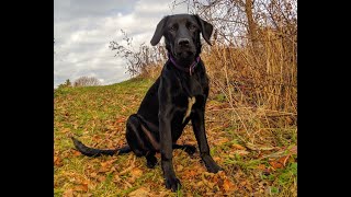 Borador 3  6 Month Growth // Dixie The Labradollie // Wanderlust Heart Media