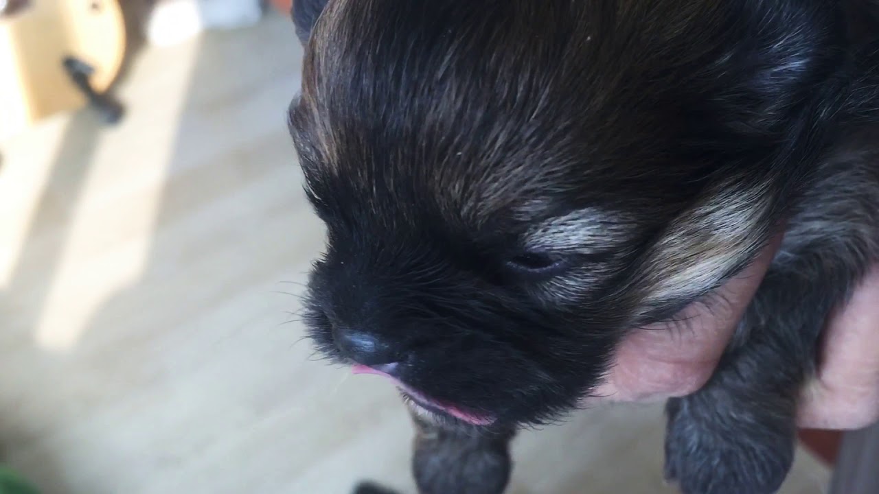 Pomeranian puppy opening eyes for the first time | 12 days old Pomeranian |