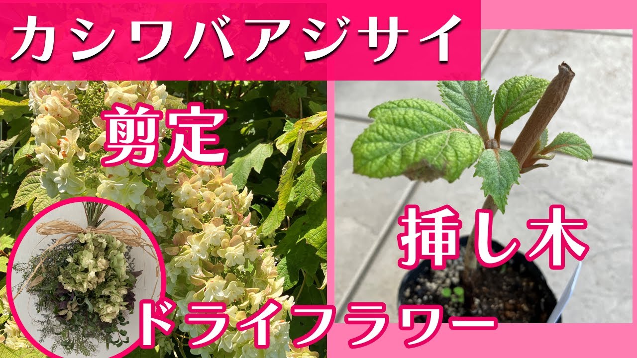 カシワバアジサイ 挿し木 ドライフラワー - YouTube