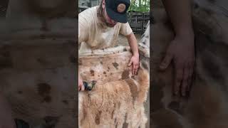Extreme Llama Makeover in 20 Seconds! π¦ βοΈ #satisfying #youtubeshorts #shearing