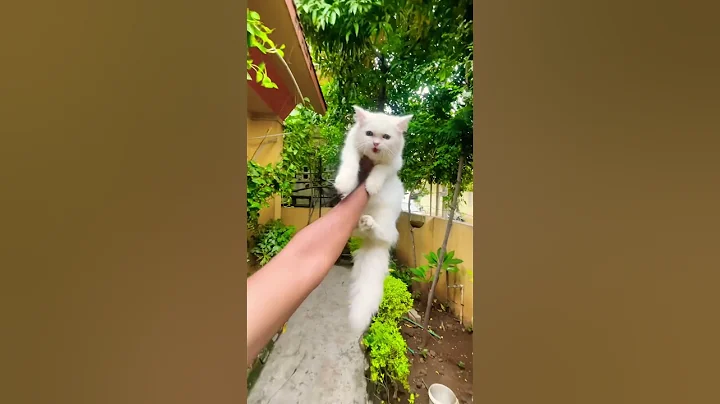 Video 10516241: persian kittens cattery, persian cat kitten