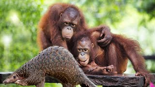 Amazing Facts about Mammals
