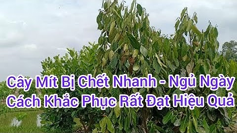 Cách Khắc Phục Cây Mít Bị Ngủ Ngày - Héo Cây | Cùng NoKia Và Vườn