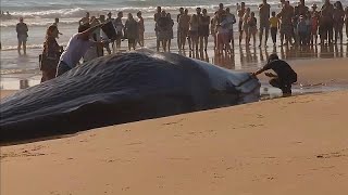 Portugal | Muere la ballena encallada en una playa cercana a Lisboa