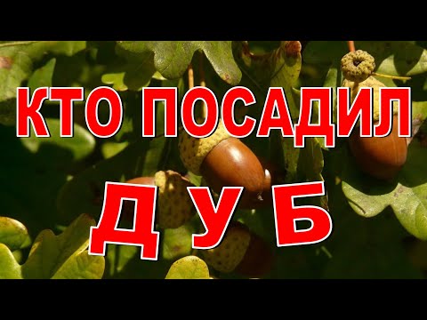 КТО ПОСАДИЛ ДУБЫ? По следам таинственного незнакомца!