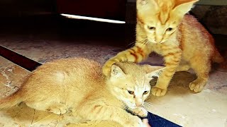 cat funny playing|funny cat moments|cute kittens cats|cats meowing|@dojacat