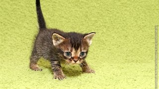 Смешные и милые котята!Первые шаги!Улыбнемся! Смешные и милые котята!Первые шаги!Улыбнемся!