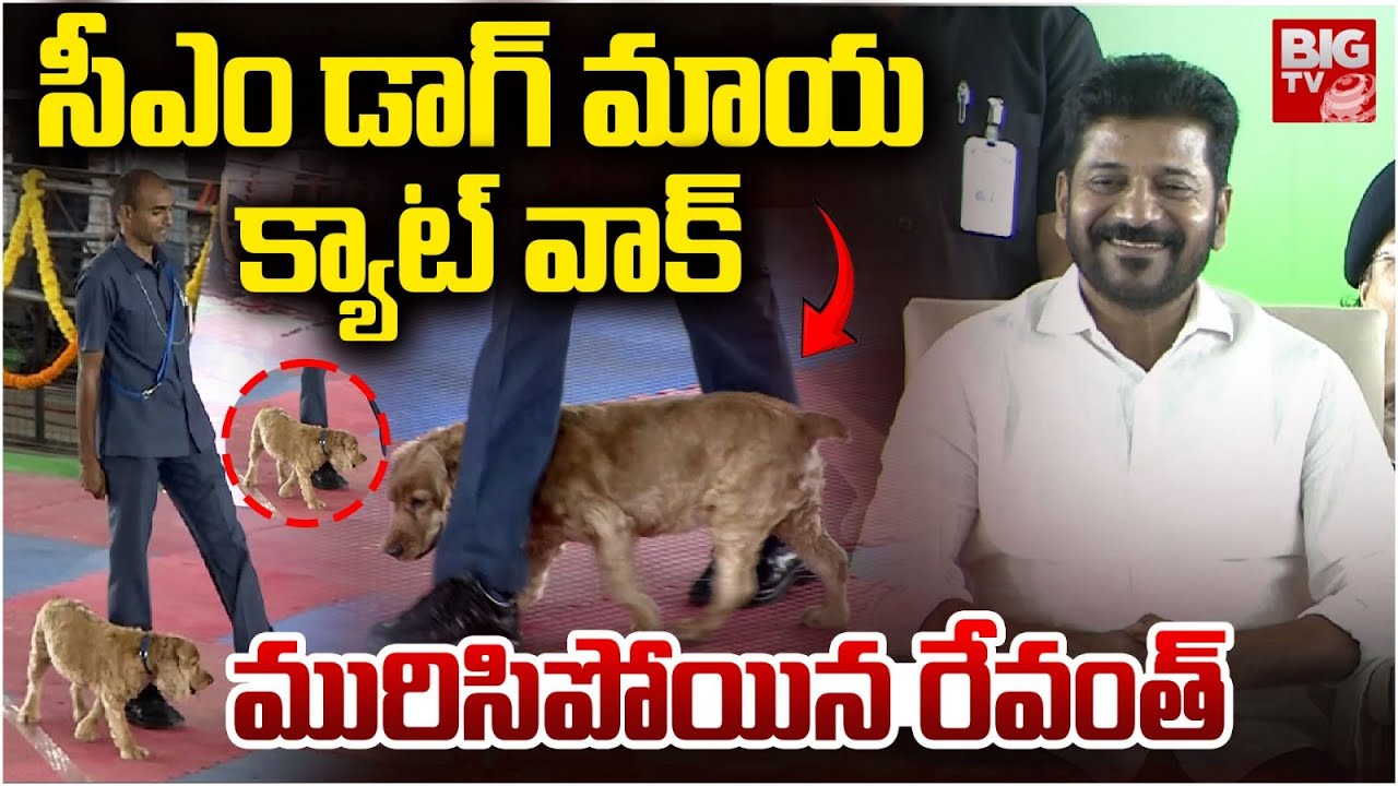 సీఎం డాగ్ మాయ క్యాట్ వాక్ | CM Revanth Reddy Expression by Seeing Dog ...