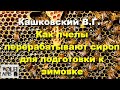 #Кашковский В.Г. Как пчелы перерабатывают сироп для подготовки к зимовке