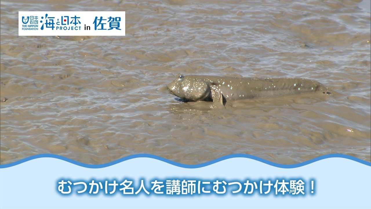 伝統漁法をつなぐ むつかけ 日本財団 海と日本project In 佐賀 18 12 Youtube 伝統漁法をつなぐ むつかけ 日本財団 海と日本project In 佐賀 18 12 Youtube