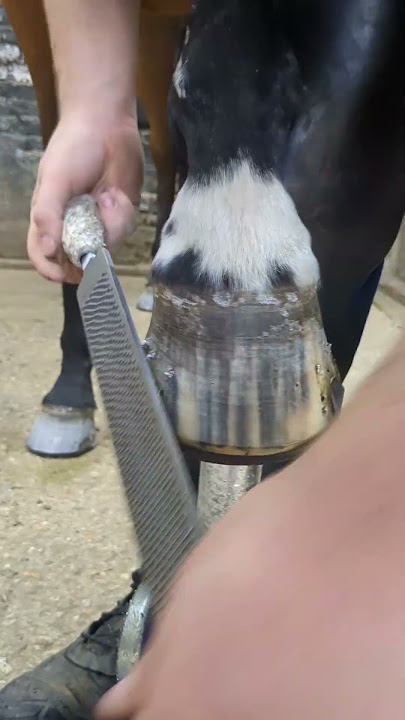 #horse #horsecare #equestrian #horsefarrier #horses #pony
