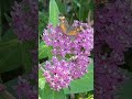 Some beautiful butterflies #butterflytok #mourningcloak #damselfly #pollinators #connecticut