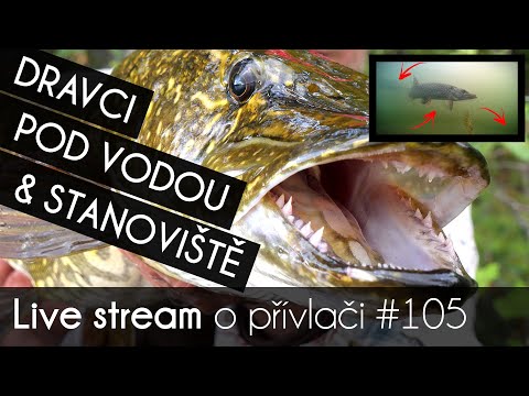 Video: Byli v bytě dravci?