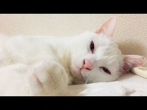 ウチューネコ、ウチューに還る My fatal spacecat,rest in peace.