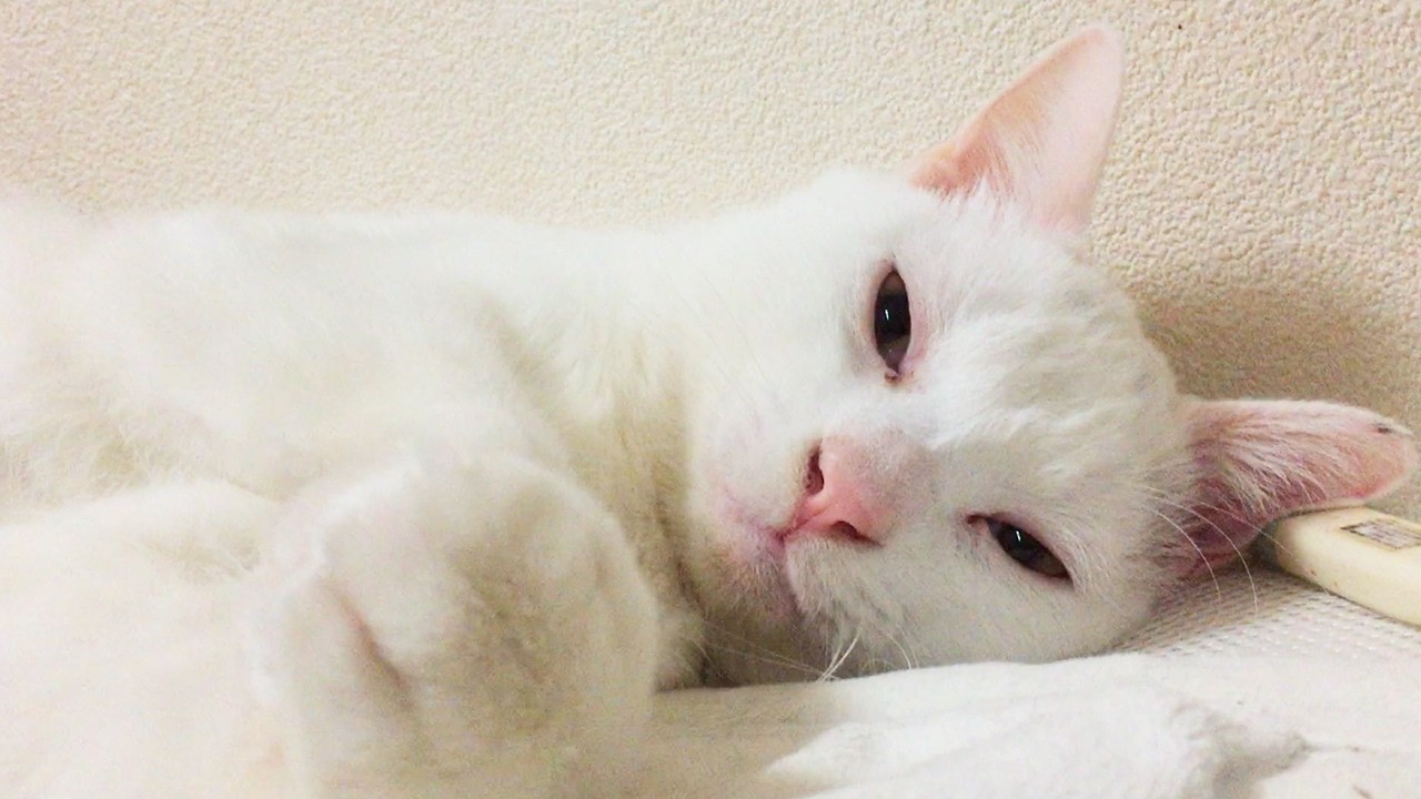 ウチューネコ、ウチューに還る　My fatal spacecat,rest in peace.