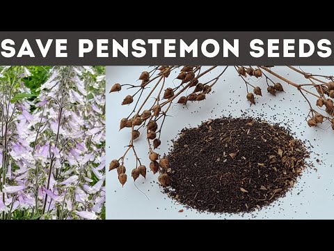Como salvar e colheita Penstemon Sementes
