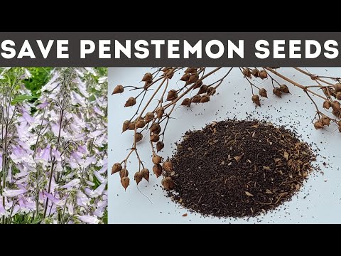 Vídeo: Penstemon: cultiu a partir de llavors, cura, reproducció. Mètodes per a la cria de Penstemon perenne