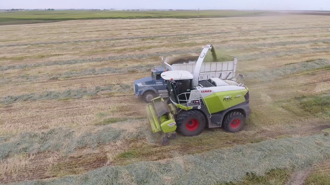 Claas 980's chopping barley, Idaho