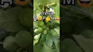 Лучи Инжира!🙂 Инжир, саженцы, черенки.