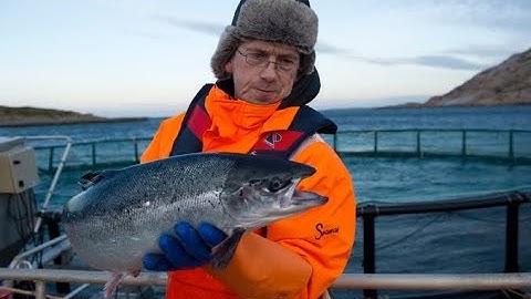 Vì Sao Cá Hồi Na Uy Đắt Hơn Các Nước Khác?