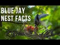 Blue Jay Nest Facts