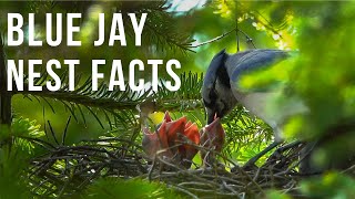 Blue Jay Nest Facts