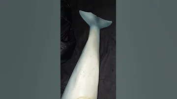 A Closer Look Old Inflatable Rubber Dolphin 