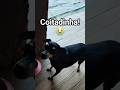 😭 NÃO PASSE ESSE VÍDEO! #like #petsfofinhos #pets #animaisengraçados #pet #2025 #agro #humor #shorts