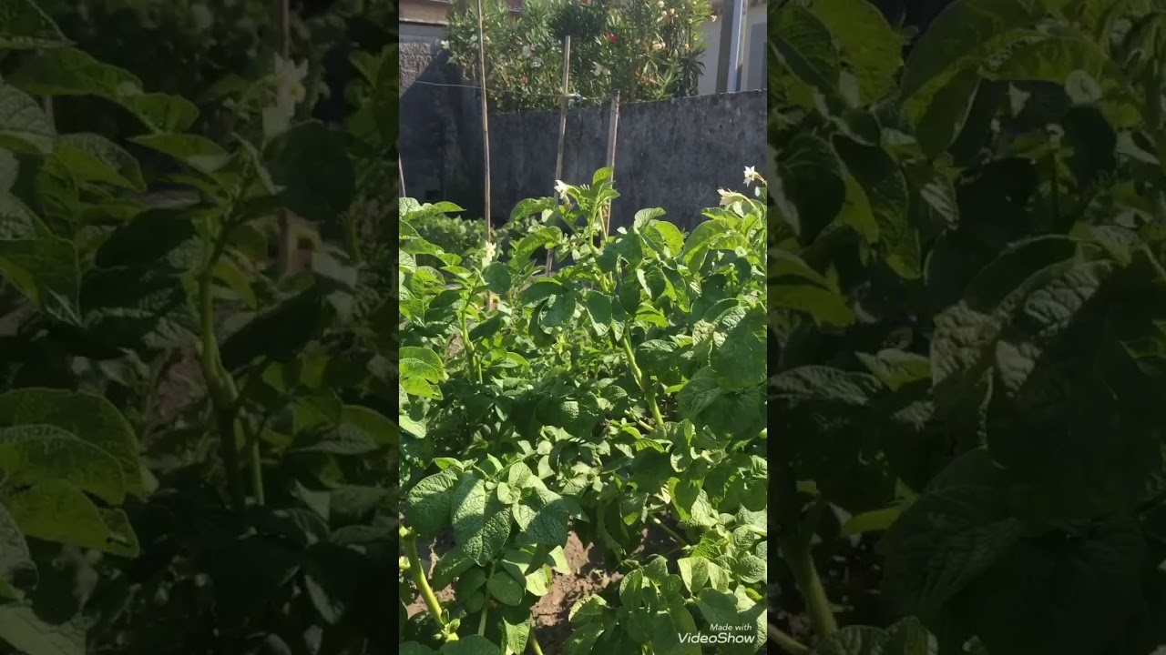 Comment recuperer des graines de lotus ?