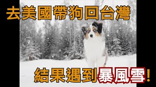 Vlog #4. 到美國接狗狗回台卻讓我們遇見了野生郊狼還遇到了暴風雪。 #美國密西根之旅 #迷你美國牧羊犬