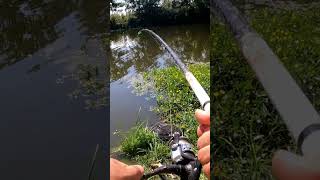 Тащу леща! 🎣 А какого самого крупного вы брали? #shorts