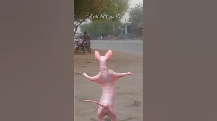 Watch the video about Sphinx cat 😺 funny cat videos 😝 dancing cat 🐈 #cat #funny #catlover #catvideos #cartoon #shorts