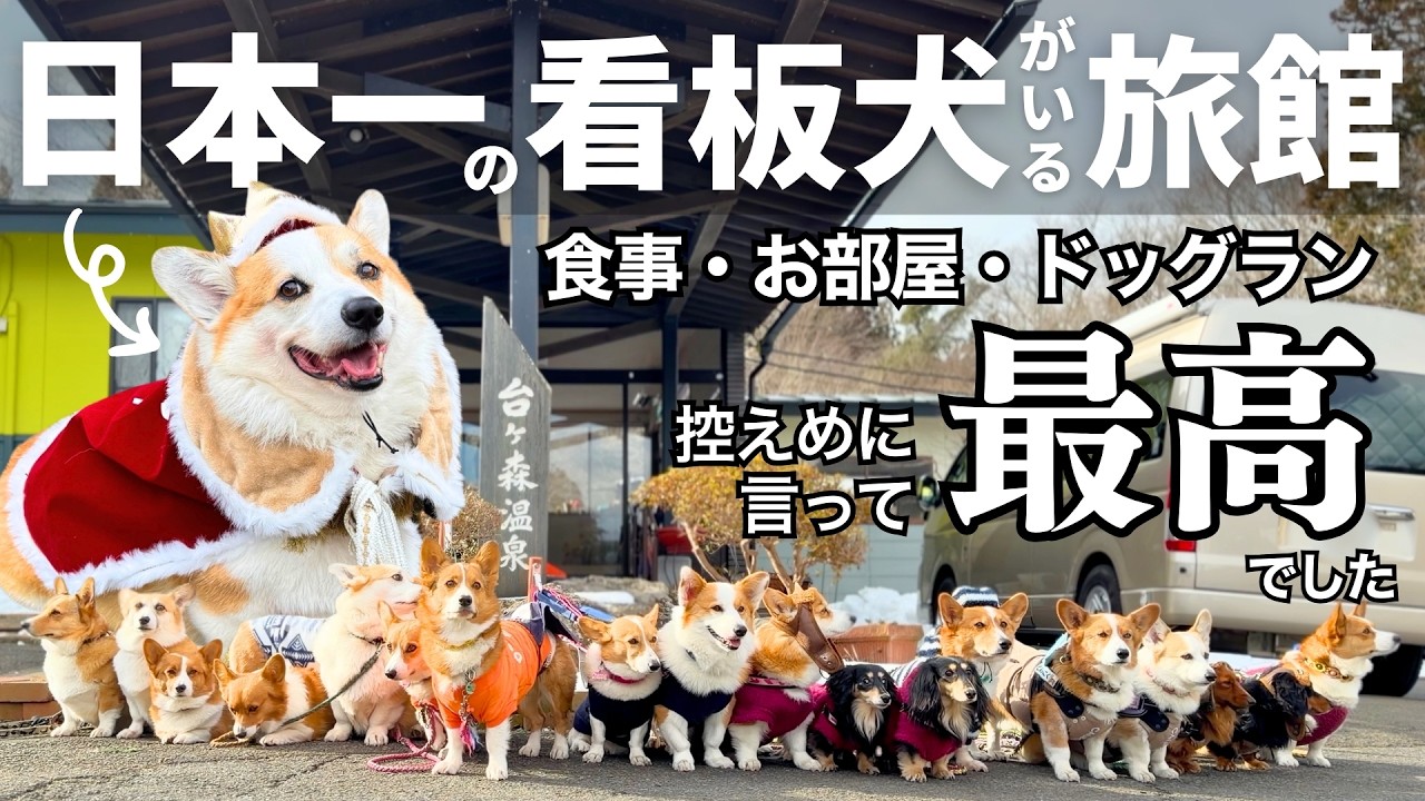 【愛犬と泊まれる宿】憧れの『DogVillage台ヶ森』に宿泊！東北一のドッグランは超広々！日本三景の『松島』観光もしてきました
