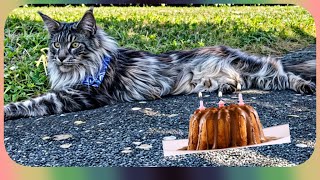 🎉☀️ Maine Coon Birthday: Sherkan & Shippie Play at the Park, Feline Scenes to Discover! 🐾 136 by Maine Coon Cats TV 217 views 3 weeks ago 4 minutes, 23 seconds
