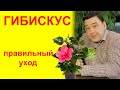 Гибискус комнатный. Уход в домашних условиях