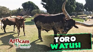 Watusi: Los cuernos más grandes de África. | Con Gregory Camacho desde Africam Safari