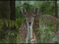 Inquisitive fallow deer  wildlife filmmaking  feeding  stalking  nature   sony hvrv1e