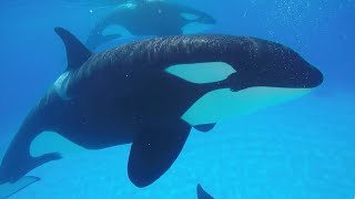 Orcas' Personality Study by the Loro Parque Foundation
