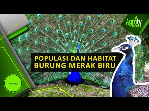 POPULASI DAN HABITAT BURUNG MERAK BIRU