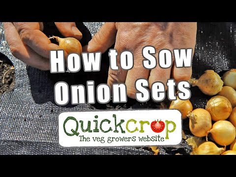 How To Sow Onion Sets