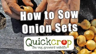 how to sow onion sets