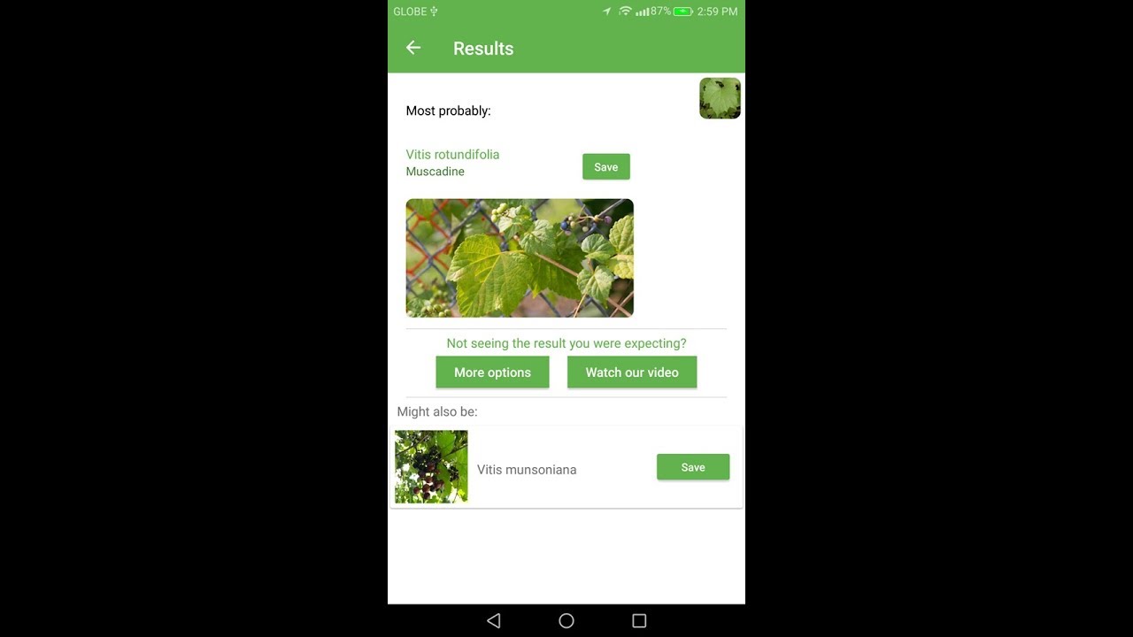 Muscadine (Vitis rotundifolia)