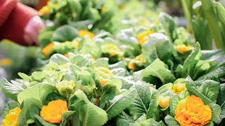 A peaceful spring weekend 💮👒| Homemade Bread, DIY Soap Bars & Farmer's Market | Slow living | 48